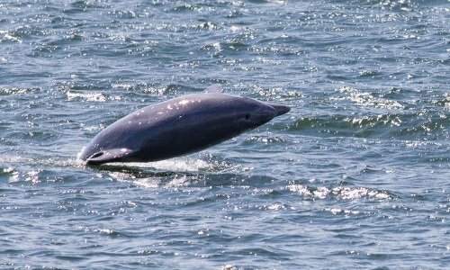 Дельфин в Балтийском море