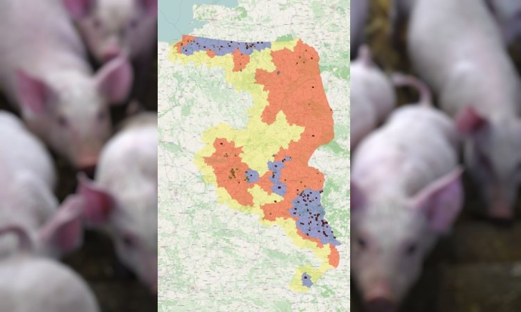 Карта африканской чумы свиней в Польше